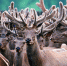 2512fdb0-5d69-11e8-bad2-51e59d97a2d0.jpg - Городок