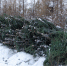 аукционы елей.jpg - Городок