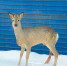 ff2abad9fd65473567d6d39888bcce97__2000x2000.jpg - Городок