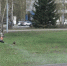 Киселевск готовится к сезону обработки территорий от клещей - Городок